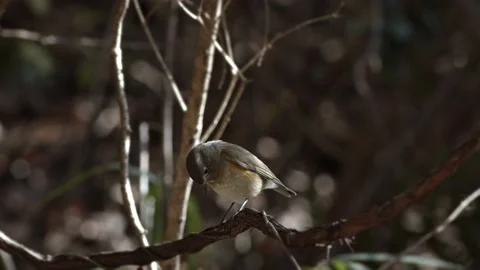 Female Red-Flanked Bluetail Resting on a Branch. Stock Footage 168525877