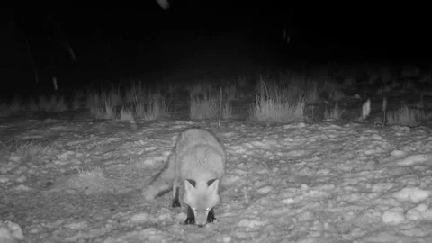 Female Red Fox sniffs around in the snow. Isle of Skye Stock Footage 241339396