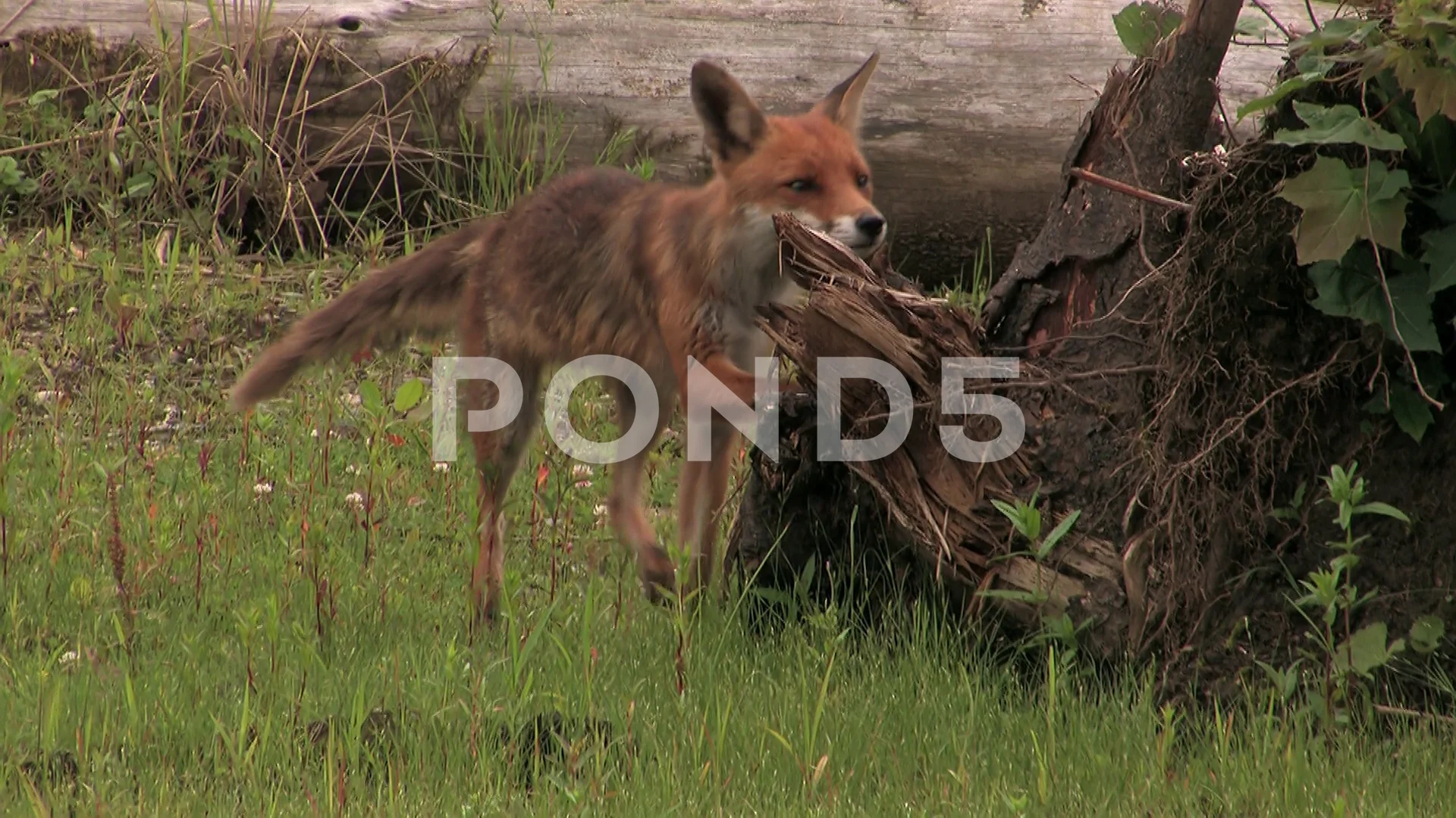 Female red fox (vixen) passes by - wildlife - HD stock video