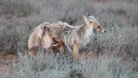 Female red fox (Vulpes vulpes) feeds her cubs 库存影片 336505698