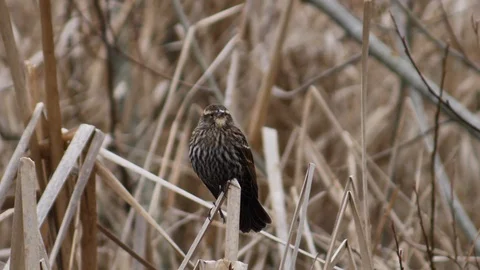 Female Red Winged Blackbird Eats a Mosquito Stock Footage