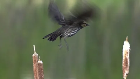 Female Red Winged Blackbird Perched on Cattail in Marsh Wetland Point Pelee Stock Footage 334516652