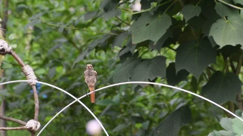 Female redstart perching Video stock 83402876