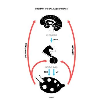 Female reproductive hormones Illustrazione stock