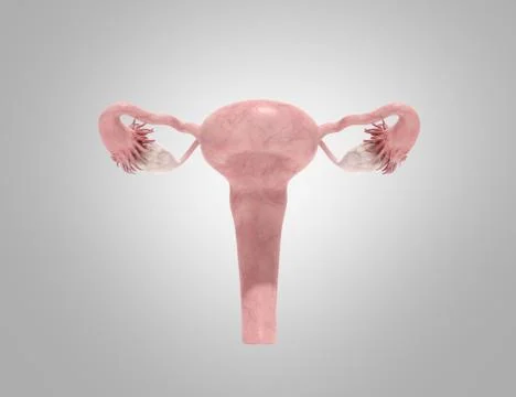 Female reproductive system 3d render on grey ackground Stock Illustration