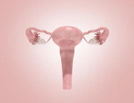Female reproductive system 3d render on pinc ackground Illustrazione stock