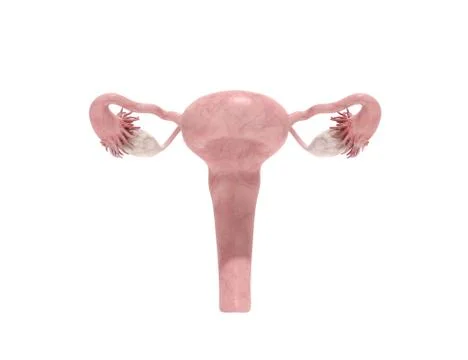 Female reproductive system 3d render on white イラスト素材