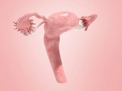 Female reproductive system 3d render on pinc ackground Stock Illustration