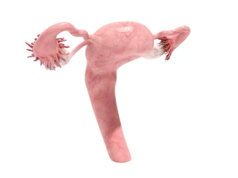 Female reproductive system 3d render on white Stock Illustration