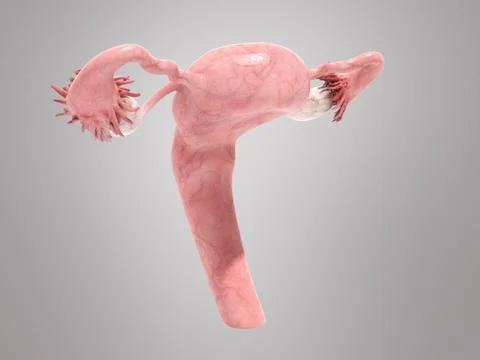 Female reproductive system 3d render on grey ackground Stock Illustration