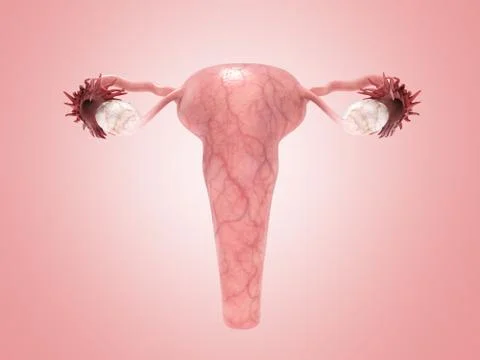 Female reproductive system 3d render on pinck イラスト素材