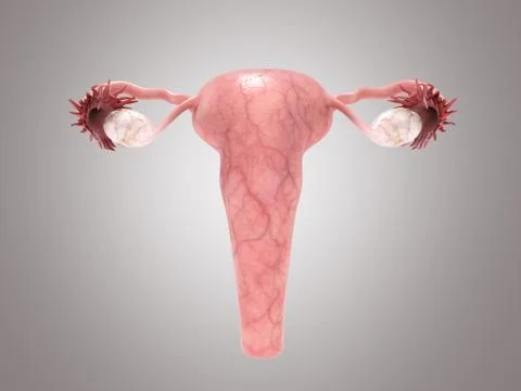 Female reproductive system 3d render on grey Illustrazione stock
