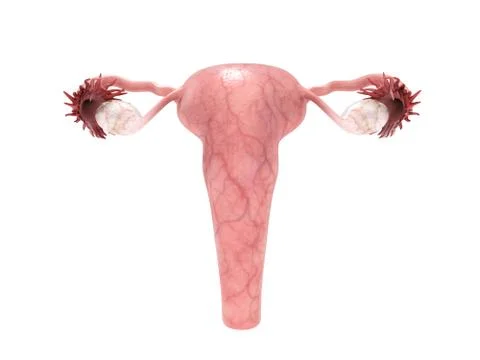 Female reproductive system 3d render on white 库存插图