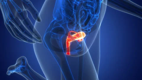 Female Reproductive System Anatomy Animation Concept Stock Footage 342297341