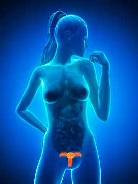 Female reproductive system, artwork Stock Illustration