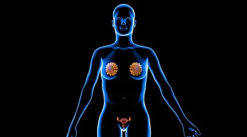 Female reproductive system Stock Footage