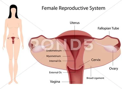 Female Reproductive System Stock Illustration