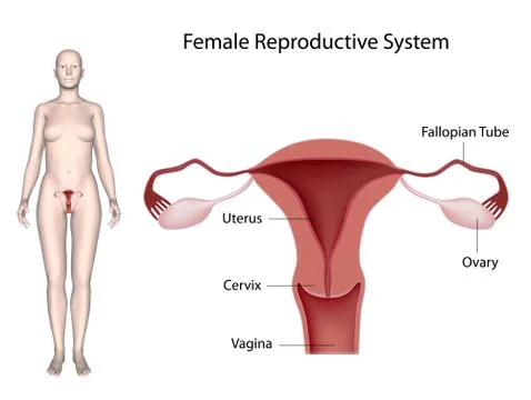 Female reproductive system labeled. Stock Illustration