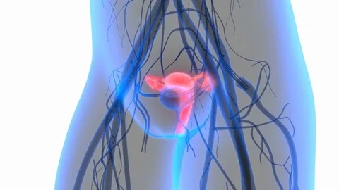 Female Reproductive System with nervous system and urinary bladder Видео 70485559