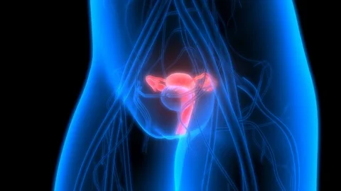 Female Reproductive System with nervous system and urinary bladder Видео 70486363