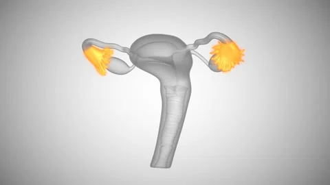 Female reproductive system structure Stock Footage 90744214