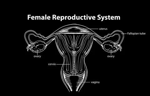 Female Reproductive System Vector Stock Illustration