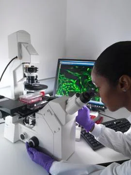 Female researcher using inverted microscope to view stem cells displayed showing Stock Photos