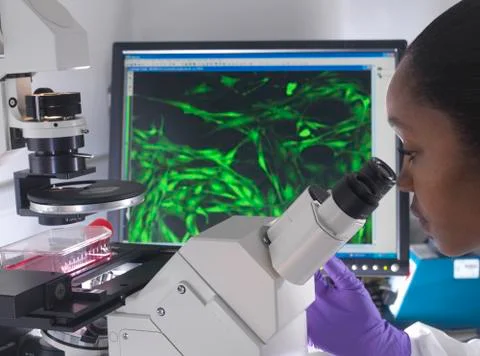 Female researcher using inverted microscope to view stem cells displayed showing Stock Photos
