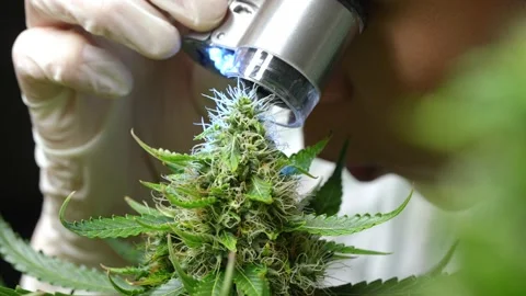 Female researcher using magnifying macroscope to look at weed buds pistils Vídeos de archivo 158954948
