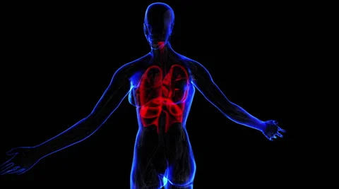 Female Respiratory system Stock Footage 63208231