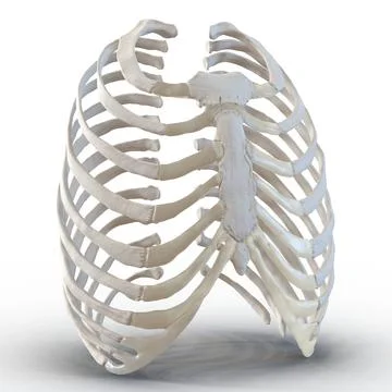 3D Model: Female Ribcage Skeleton #90942929 | Pond5