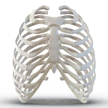 3D Model: Female Ribcage Skeleton #90942929 | Pond5