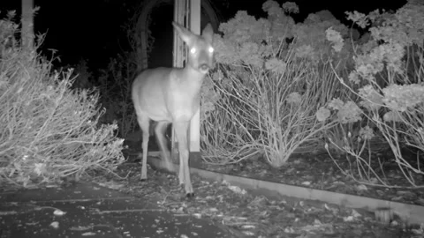 Female roe deer in a Devon garden Vidéo 157810529