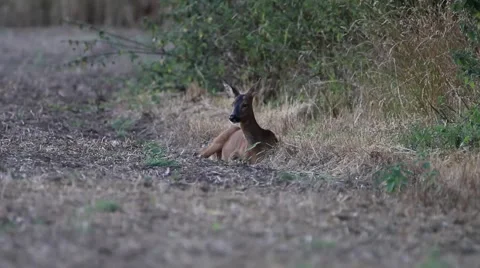 Female Roe Deer Video stock 53307097