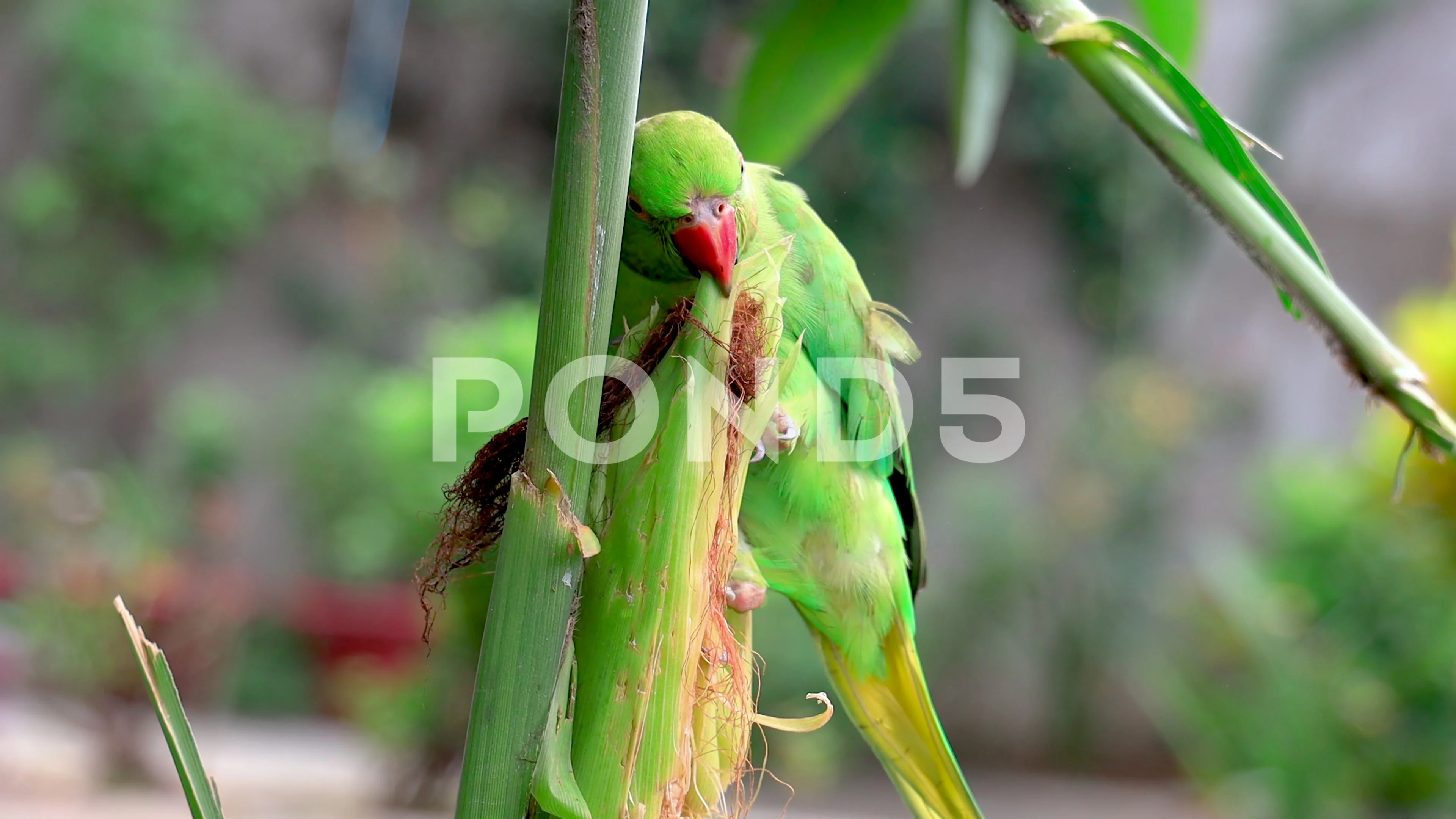 A female Rose-ringed Parakeet looking.