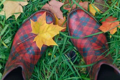 Female rubber boots with fall maple leaves on grass Stock Photos