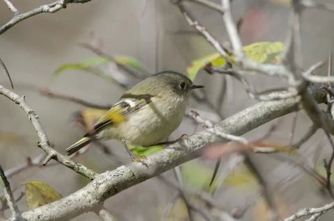 A female Ruby-crowned Kinglet perched in a tree 스톡 사진