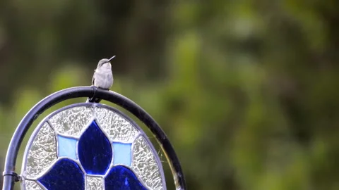 Female ruby throated humming bird perched stain glass Stock Footage 141075528