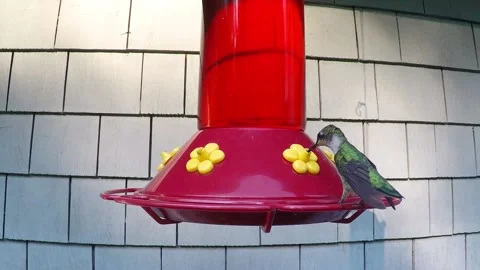 Female Ruby Throated Hummingbird at Bird Feeder Jefferson Massachusetts Vídeos de archivo 200780883