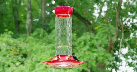 Female Ruby Throated Hummingbird Drinks Nectar from Feeder Stock Footage 71308503
