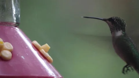 Female Ruby-Throated Hummingbird drinks nectar from hummingbird feeder - GH002 Stock Footage 201688603