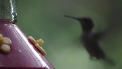 Female Ruby-Throated Hummingbird drinks nectar from hummingbird feeder - GH003 Stock Footage 201688685