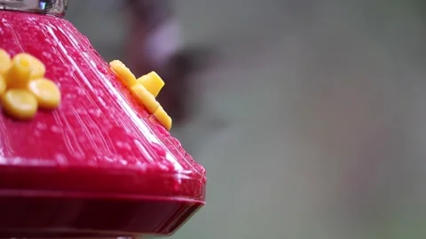 Female Ruby-Throated Hummingbird drinks nectar from hummingbird feeder - GH005 Stock Footage 201688786