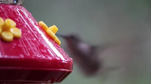 Female Ruby-Throated Hummingbird drinks nectar from hummingbird feeder - GH006 Stock Footage 201688852