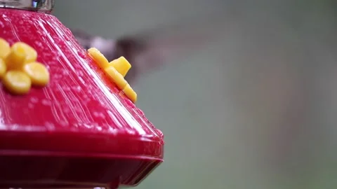Female Ruby-Throated Hummingbird drinks nectar from hummingbird feeder - GH007 Stock Footage 201688915