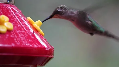 Female Ruby-Throated Hummingbird drinks nectar from hummingbird feeder - GH008 Stock Footage 201689058