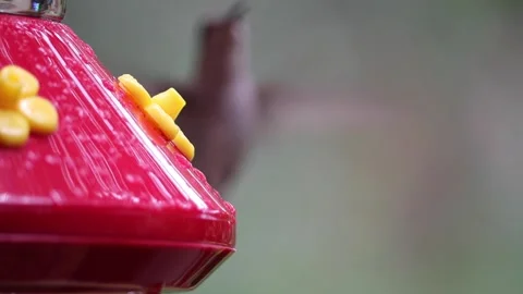 Female Ruby-Throated Hummingbird drinks nectar from hummingbird feeder - GH009 Stock Footage 201689082