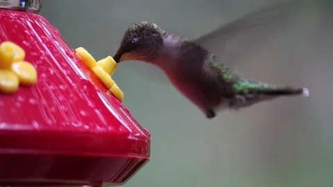 Female Ruby-Throated Hummingbird drinks nectar from hummingbird feeder - GH010 Stock Footage 201689099