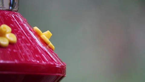 Female Ruby-Throated Hummingbird drinks nectar from hummingbird feeder - GH012 Stock Footage 201689223