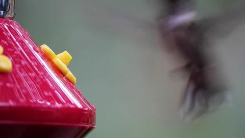 Female Ruby-Throated Hummingbird drinks nectar from hummingbird feeder - GH013 Stock Footage 201689235